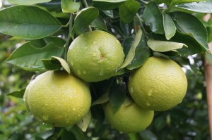 olio essenziale di limone proprietà cosmetiche
