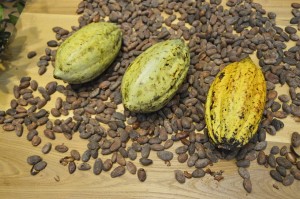 burro di cacao proprietà