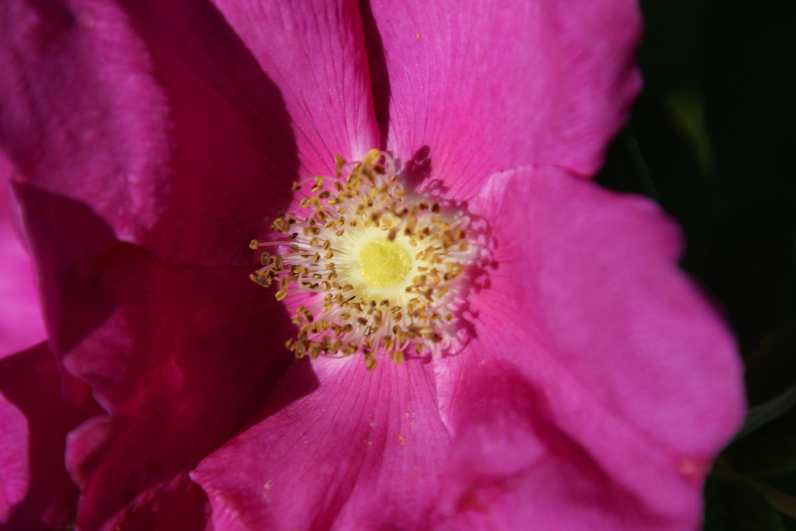 Olio di rosa mosqueta puro: contro smagliature e rughe