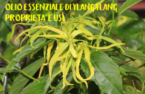 olio essenziale di ylang ylang proprietà