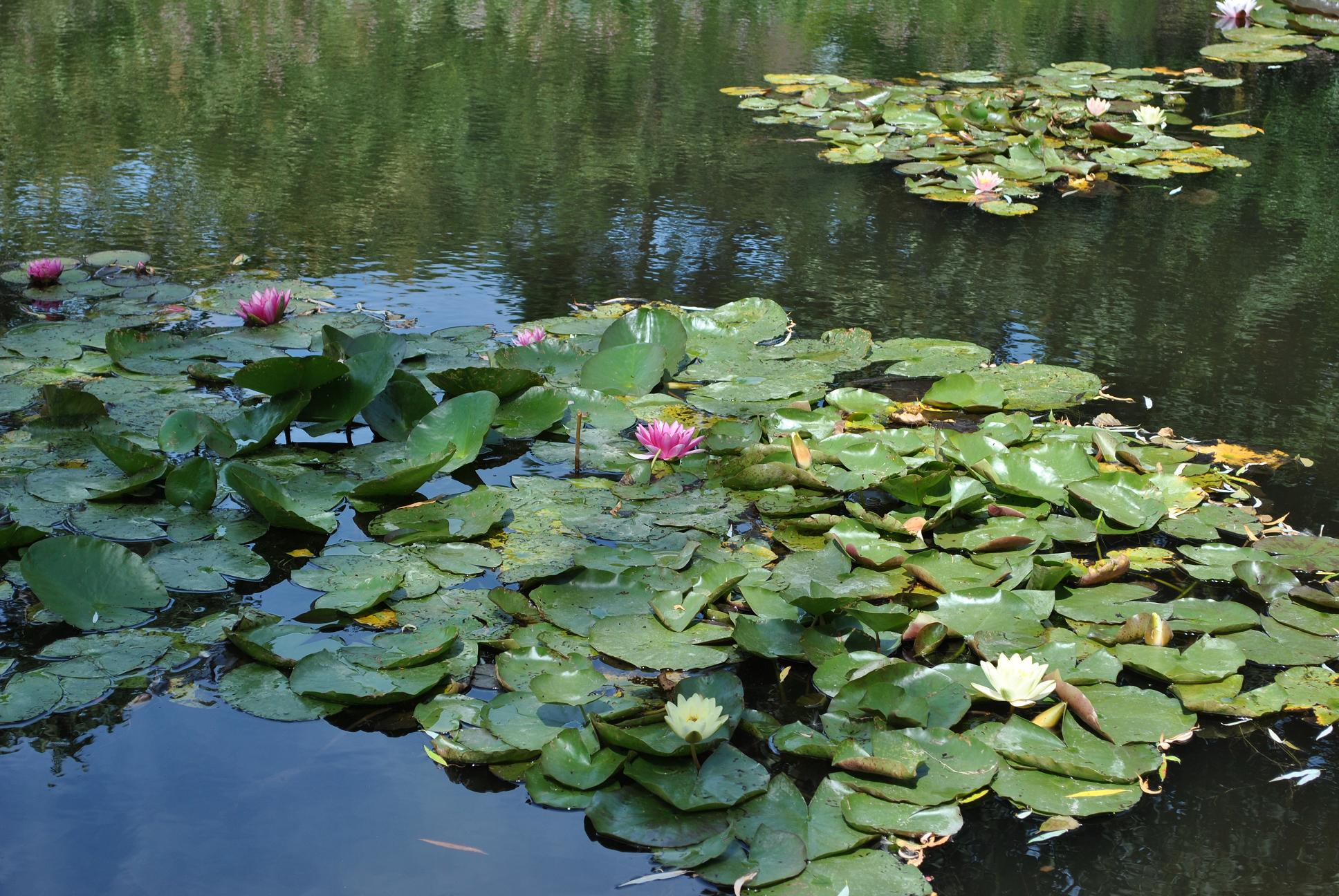 Luoghi profumati: giardino di Monet a Giverny