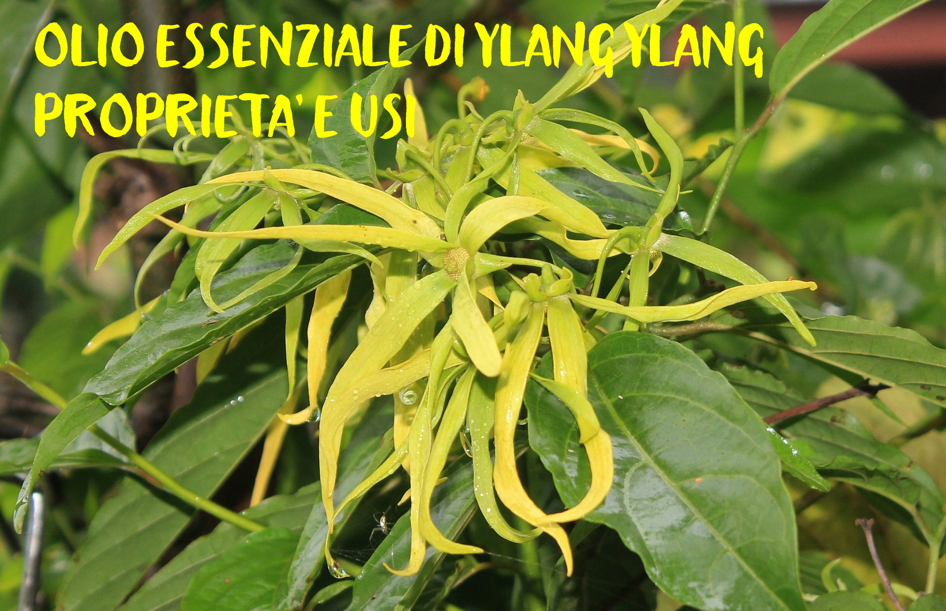 Olio essenziale di ylang ylang: proprietà e usi